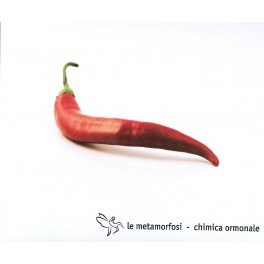 CD Metamorfosi- Chimica ormonale 
